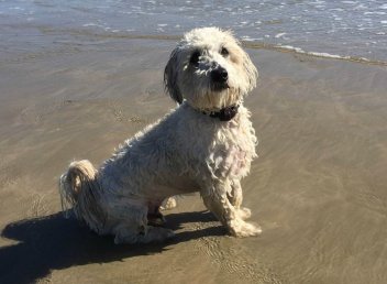 dog friendly hotel cornwall